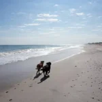 Proven and Practical Handling Aggressive Behavior Techniques for Safe Dog Intervention