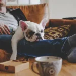 Healthy Snacks for Dogs: Easy Guide to Choosing Nutritious Treats at Home
