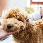 Essential Home First Aid Tips for Pet Owners: Keep Your Dog Safe and Healthy