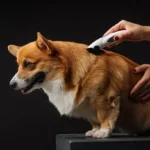 Essential Home Hazard Check Tips for Pet Owners: Keep Your Dog Safe