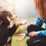 Essential Home Safety Checklist for Pet Owners: Keep Your Dog Safe