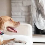Essential & Practical Homemade Dog Meals for Healthy, Happy Dogs