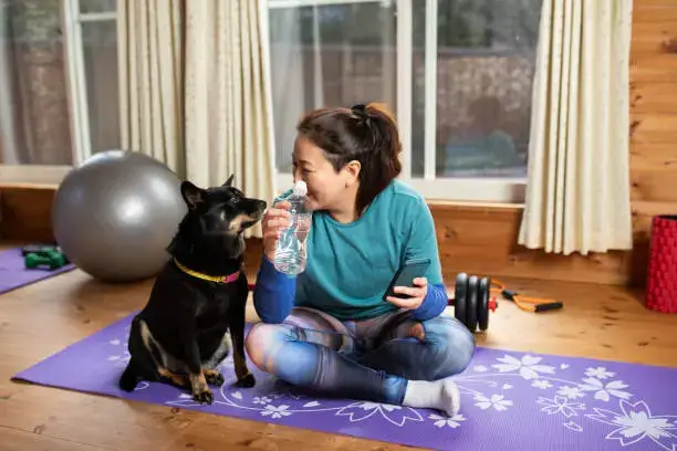 Dog lying on cooling mat at home to reduce body temperature during hot summer days