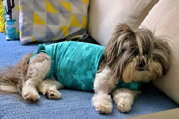 Dog cooling vest, cooling bandana, and portable water bowl arranged for hot weather safety