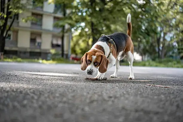 Dog walking on shaded sidewalk during summer to avoid heat exposure