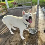 Hot Weather Gear for Dogs (Beginner-Friendly Guide)