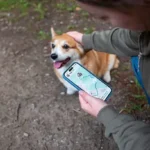 Essential Hygiene Checklist for Dogs: A Simple, Stress-Free Daily Care Routine