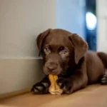 Smart Hygiene Routine Planner: Keep Your Dog Healthy and Clean Every Day