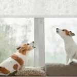 The Essential Hygiene Supplies Checklist for Dogs: Smart Tips for Stress-Free Grooming