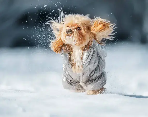 Hygiene Supplies Checklist