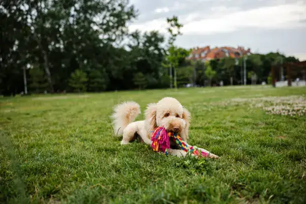 Dog playing with treat-dispensing interactive chew toy at home