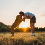 The Essential Guide to Interactive Feeding Toys for Smart and Happy Dogs