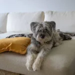 Smart & Stress-Free Meal Plans for Dogs: Daily Feeding Guidance That Actually Works