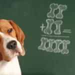 The Essential Guide to Smart Meal Portioning for Dogs: Practical Tips for Every Size