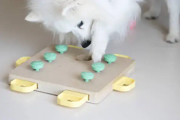 Homemade dog mental challenge toy using cups and treats for brain stimulation