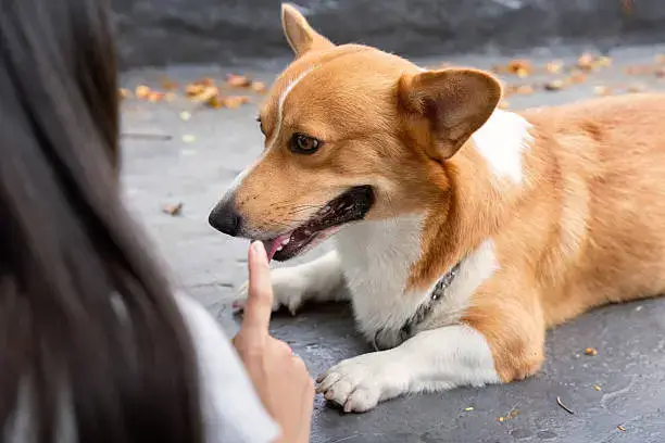 Dog solving a puzzle toy to improve cognitive skills and reduce boredom