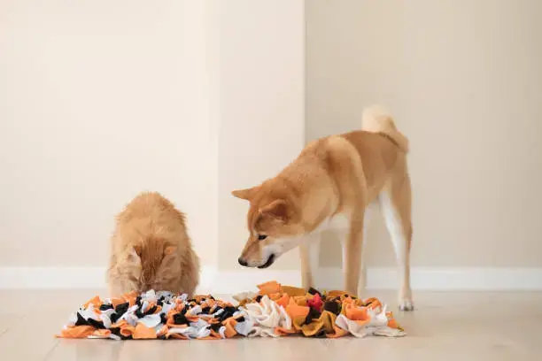 Owner supervising dog using a treat-dispensing toy safely at home