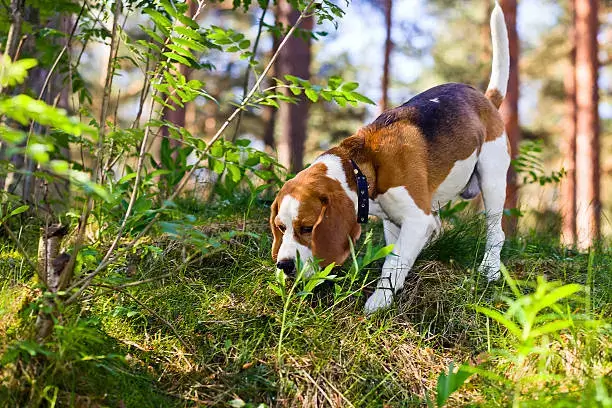 Dog exploring different scents with nose work games for mental enrichment