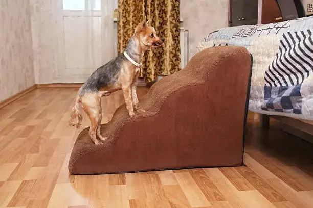 Dog solving a puzzle toy as part of mental enrichment activities