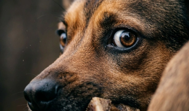 Dog resource guarding signals