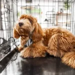 Nail Cleaning: A Simple, Essential Guide to Trim Your Dog’s Nails Safely at Home