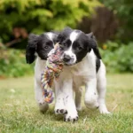 Proven Nighttime Barking Solutions: Stress-Free Strategies to Help Your Dog Sleep Quietly
