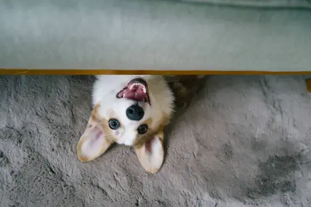 Nutritional Requirements