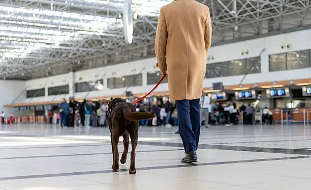 Obedience Training Techniques Every Dog