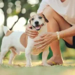Essential Obedience Training Techniques Every Dog Owner Must Know