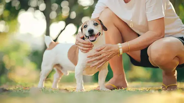Obedience Training Techniques Every Dog
