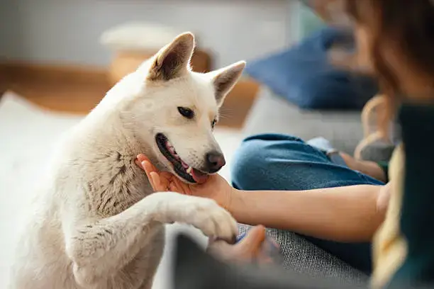 Obedience Training Techniques Every Dog