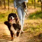 Essential Paw Cleaning Tips for a Simple, Stress-Free Dog Paw Care Routine