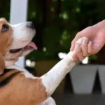 Essential Paw Pad Care: A Smart Guide to Healthy Dog Paws