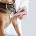 Easy and Proven Ways to Encourage Healthy Play Behavior in Dogs