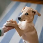 The Essential Guide to Portion Control: Smart Feeding Tips for Your Dog