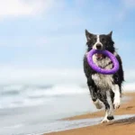 Smart & Essential Portion Control Tips to Avoid Overfeeding Dogs Daily