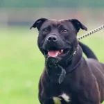 Proven and Practical Positive Play Reinforcement Techniques to Encourage Good Behavior in Dogs