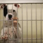 Essential Guide to Puppy Socialization: Easy Steps to Raise a Confident and Friendly Dog