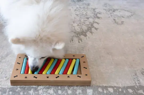 Happy dog solving puzzle feeder, showing mental and physical stimulation