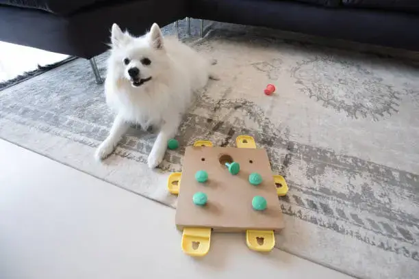 Dog using DIY cardboard box puzzle feeder with hidden food