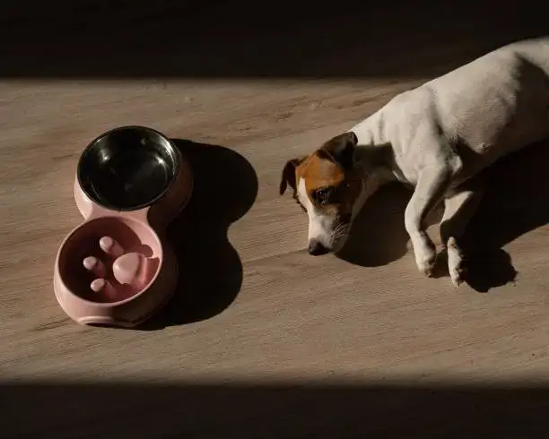 Dog using a slow feeder puzzle bowl during mealtime