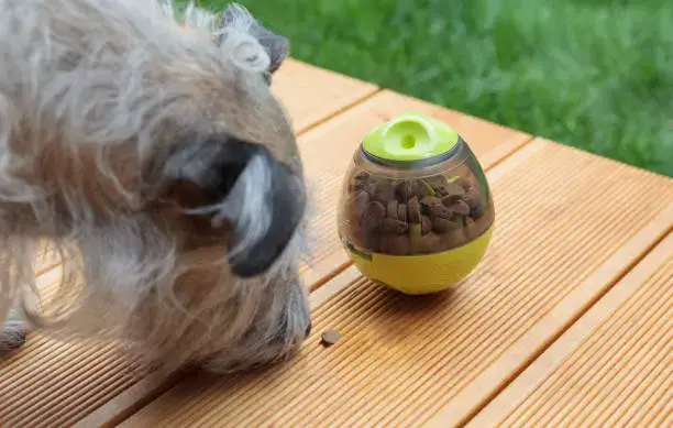High-energy dog using a treat dispensing puzzle toy