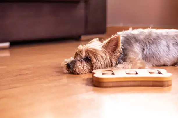Dog using a simple puzzle feeder to access hidden treats