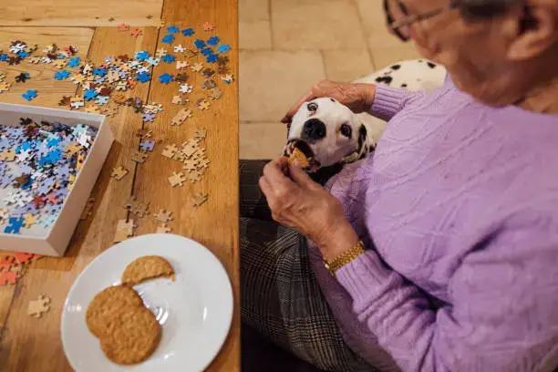 Homemade dog enrichment game using muffin tin and treats