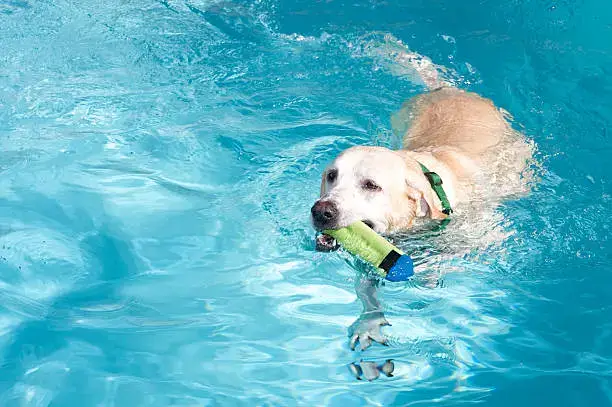 Homemade dog puzzle toy using muffin tin and tennis balls for enrichment