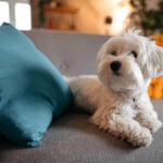 Proven Puzzle Games to Engage Your Dog’s Mind at Home