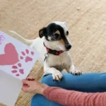 Easy and Proven Quick Dog Meals for Busy Owners to Keep Dogs Healthy
