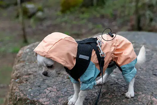 Owner attaching leash to a dog harness during light rain