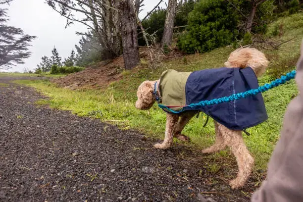 Small dog wearing a waterproof jacket layered over a warm base coat