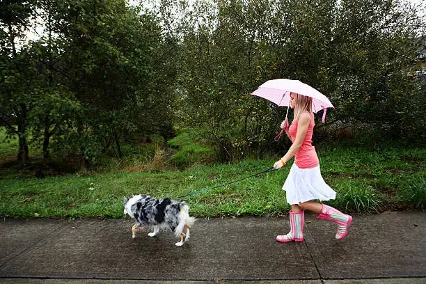 Close-up of dog wearing waterproof boots standing on wet pavement